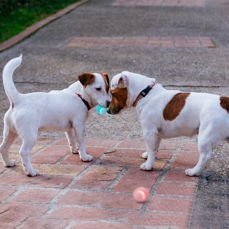 Smart Rechargeable Pet Ball